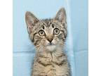 Cash Domestic Shorthair Kitten Male