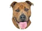 Remington Pit Bull Terrier Adult Male