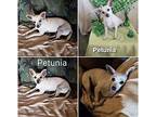 Petunia Chihuahua Adult Female