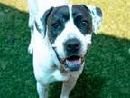 BAILEY American Pit Bull Terrier Adult Female