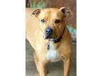 Rolo American Staffordshire Terrier Adult Male