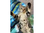 Benny Domestic Shorthair Kitten Male