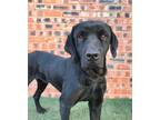 Adopt Dutton a Black Labrador Retriever, Rottweiler
