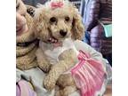 Adopt Buttercup the Poodle a Poodle