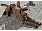Adopt Crockett ~Not taking any more applications at this time a Mastiff