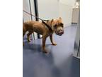 Adopt UMA a Pit Bull Terrier, Mixed Breed