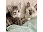 Adopt Mouse & Nosy Rosy a Siamese, Tabby