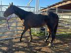 Adopt Cornelius (Quarantine/Hold) a Quarterhorse