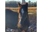 Adopt Lucia (Quarantine) a Quarterhorse