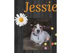 Adopt Jessie a Jack Russell Terrier
