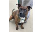 Adopt TIGER a Pit Bull Terrier, Mixed Breed