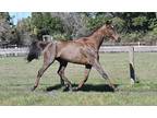 Nice Prospect for Sale OTTB Rrp Eligible Not Restarted MUST move need space
