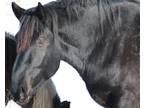 Registered Percheron stallion