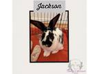 Adopt Jackson a Checkered Giant
