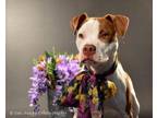 Gracie American Pit Bull Terrier Puppy Female