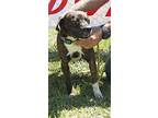 Loki Is A Medium Small Brindle Colored Male That Is A Boston Terrier Mix He Is About 34 Years Old And Is Great With Other Dogs He Is Very Sweet He Has