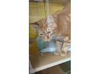 Chaz Domestic Shorthair Young Male