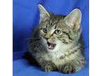 Hansel Domestic Shorthair Kitten Male