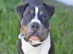OTTO American Staffordshire Terrier Adult Male