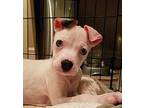 Leto American Pit Bull Terrier Puppy Male