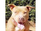Irresistible Isabella ~ American Bully American Staffordshire Terrier Young