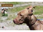 Scarecrow American Pit Bull Terrier Young Male