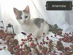 Doodle - Kitten #4 - Artemisia Domestic Shorthair Kitten Female