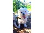 Charlie Westie, West Highland White Terrier Young Male