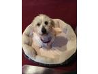 Larry Westie, West Highland White Terrier Adult Male