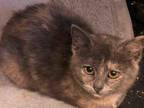 LILLY Domestic Shorthair Kitten Female