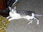 LIKES TO CUDDLE American Shorthair Adult Male
