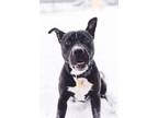 Griselda 139 American Pit Bull Terrier Young Female