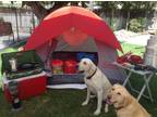 Coleman Camping, Car Camping, Complete Outdoor Equipment Rental