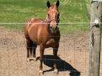 Red Roan Mare in Foal to HF Mobster