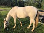 2010 APHA Mare