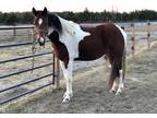 Gorgeous light ridingcompanion only mare
