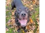 Adopt Selkie a Black Pit Bull Terrier / Mixed dog in Pittsburgh, PA (33664865)