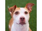 Adopt IRIS a Tan/Yellow/Fawn - with White Harrier / American Pit Bull Terrier /