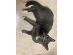 Adopt Storm a Gray or Blue Oriental (short coat) cat in Temple Hills