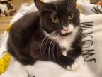 Adopt Pepper a Black & White or Tuxedo Bombay / Mixed (short coat) cat in