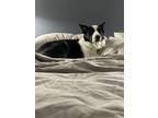Adopt Buddy a Tricolor (Tan/Brown & Black & White) Border Collie dog in