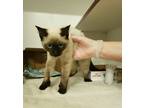 Adopt Lilah a Siamese / Mixed cat in Escondido, CA (33664884)