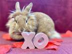 Adopt Nala~21/22-0173 a Tan Other/Unknown / Other/Unknown / Mixed rabbit in