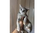 Adopt Dracula a Domestic Shorthair / Mixed cat in Deltona, FL (33660993)
