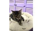 Adopt Tigger / 2nd Chance (M) a Gray or Blue Domestic Shorthair / Mixed cat in