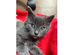 Adopt Ria / 2nd Chance (F) a Gray or Blue Domestic Shorthair / Mixed cat in