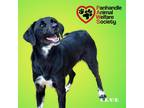 Adopt CLUE a Black - with White Labrador Retriever / Mixed dog in Fort Walton