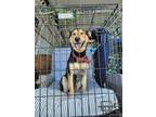 Adopt RISK a Black - with Tan, Yellow or Fawn German Shepherd Dog / Mixed dog in