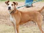 Adopt BOBBY a Brown/Chocolate - with White Labrador Retriever / Mixed dog in