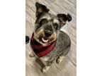 Adopt Matty - $110 a Gray/Blue/Silver/Salt & Pepper Terrier (Unknown Type